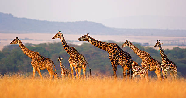   How Long Should You Stay in Africa for a Safari Trip 2026–2027 